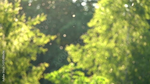 Beautiful natural sunny video background. Blurry green foliage of spring or summer trees and flying poplar pollen and insects in air. Shoot at sunset time. Allergy season concept. Slow motion video. photo