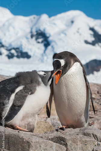  Gentoo Penguin, Antartica