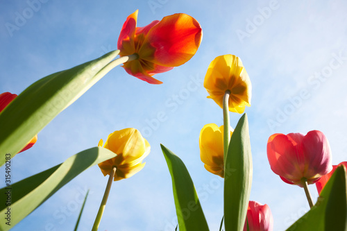 czerwone-i-zolte-tulipany-na-blekicie-nieba