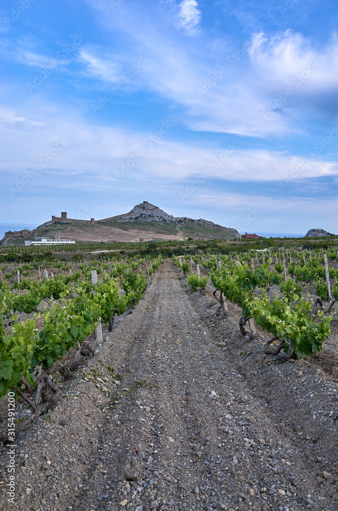 Vineyards in the highlands. Beautiful mountain view, Sudak District, Republic of Crimea. Genoese fortress on the horizon.