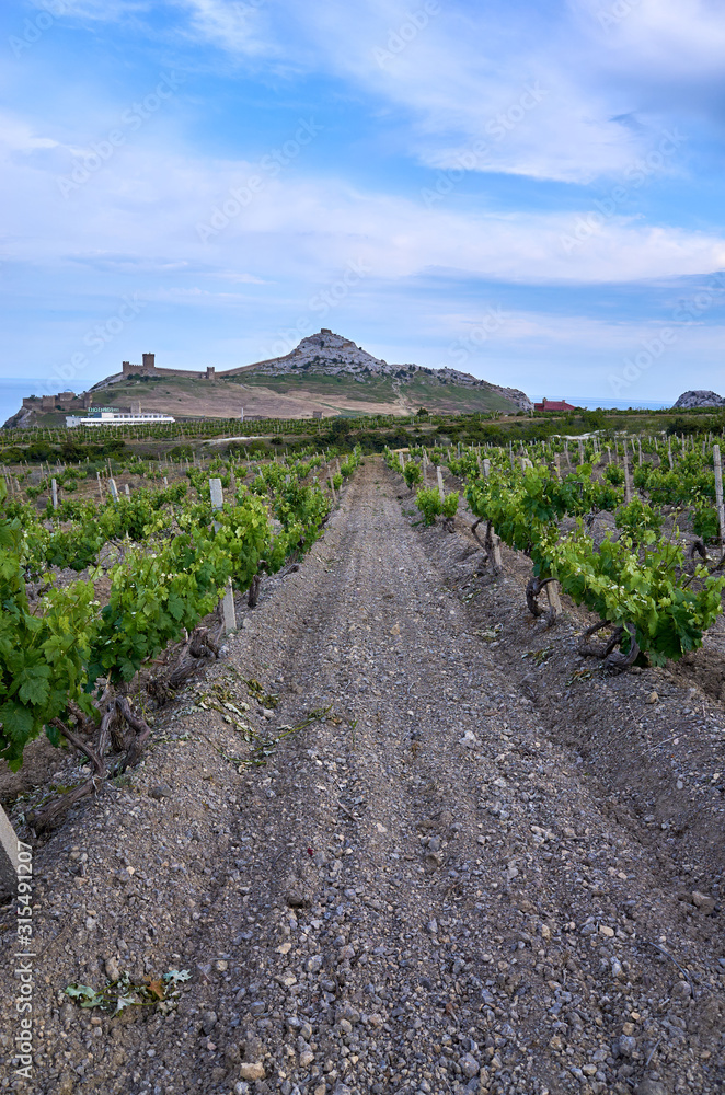 Vineyards in the highlands. Beautiful mountain view, Sudak District, Republic of Crimea. Genoese fortress on the horizon.