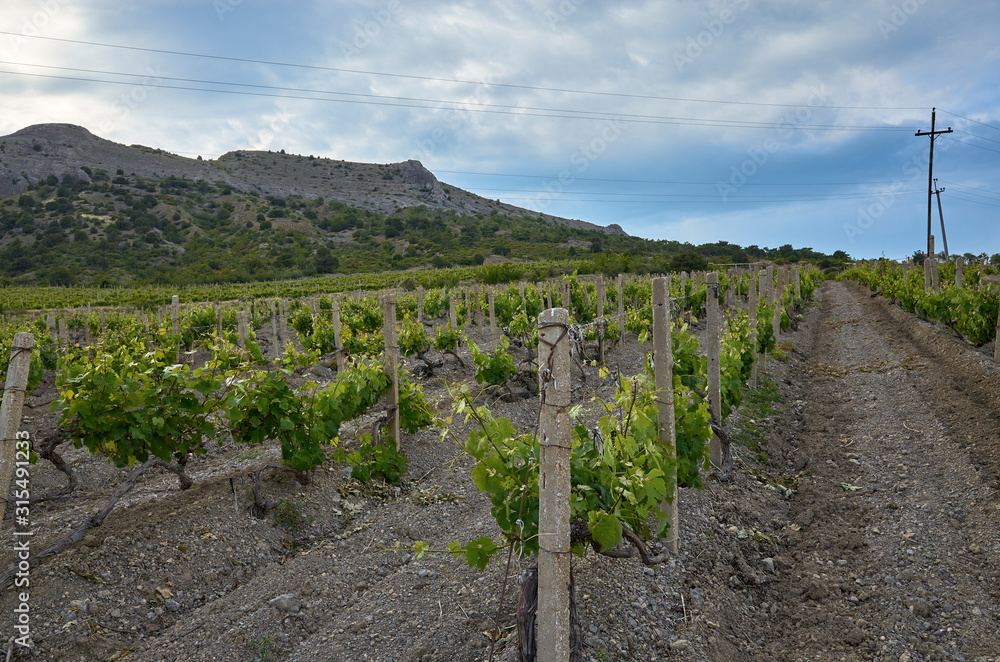 Vineyards in the highlands. Beautiful mountain view, Sudak District, Republic of Crimea