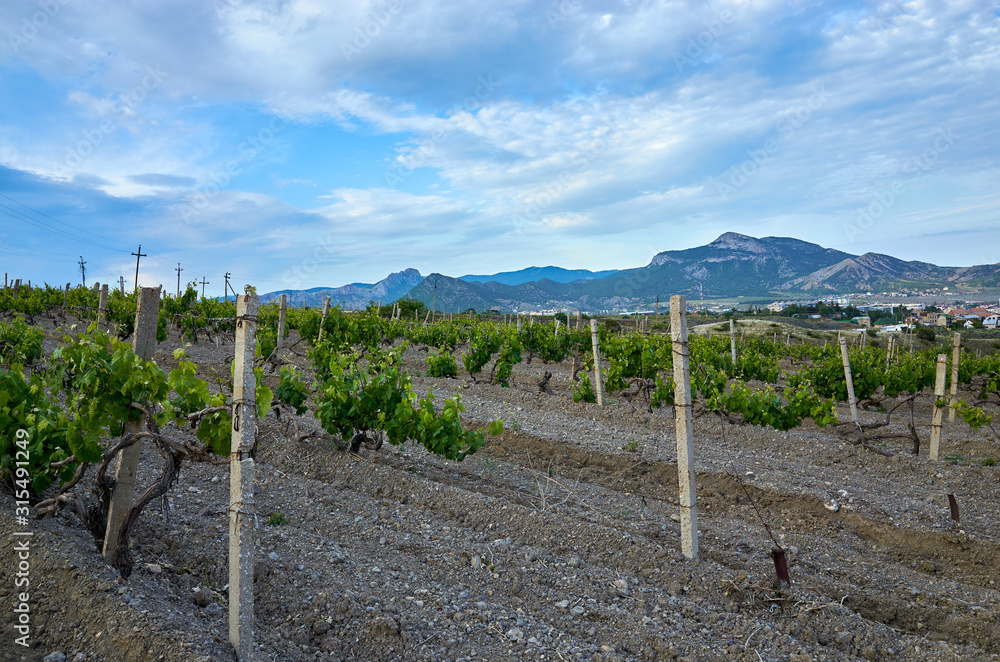 Vineyards in the highlands. Beautiful mountain view, Sudak District, Republic of Crimea
