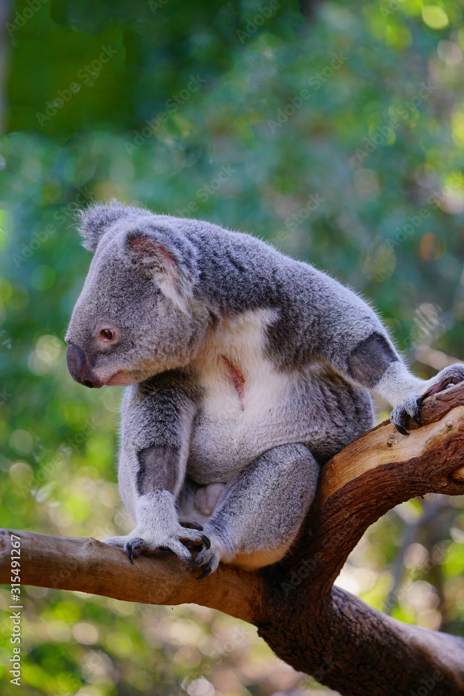 Fototapeta premium A koala on a eucalyptus gum tree in Australia