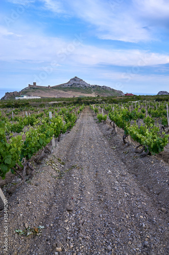 Obraz na płótnie Vineyards in the highlands. Beautiful mountain view, Sudak District, Republic of Crimea. Genoese fortress on the horizon. w salonie
