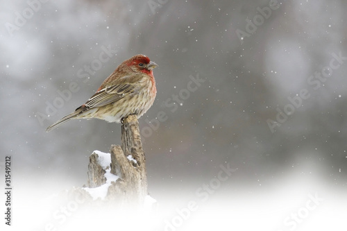 House Finch, Haemorhous mexicanus, in snow storm Poster Mural XXL