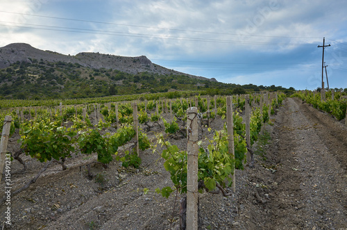 Obraz na płótnie Vineyards in the highlands. Beautiful mountain view, Sudak District, Republic of Crimea w salonie