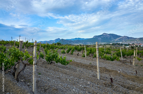 Obraz na płótnie Vineyards in the highlands. Beautiful mountain view, Sudak District, Republic of Crimea w salonie