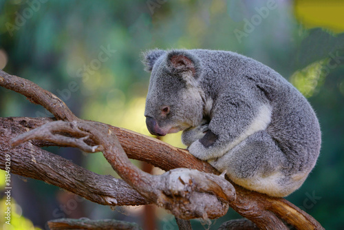 Photography A koala on a eucalyptus gum tree in Australia