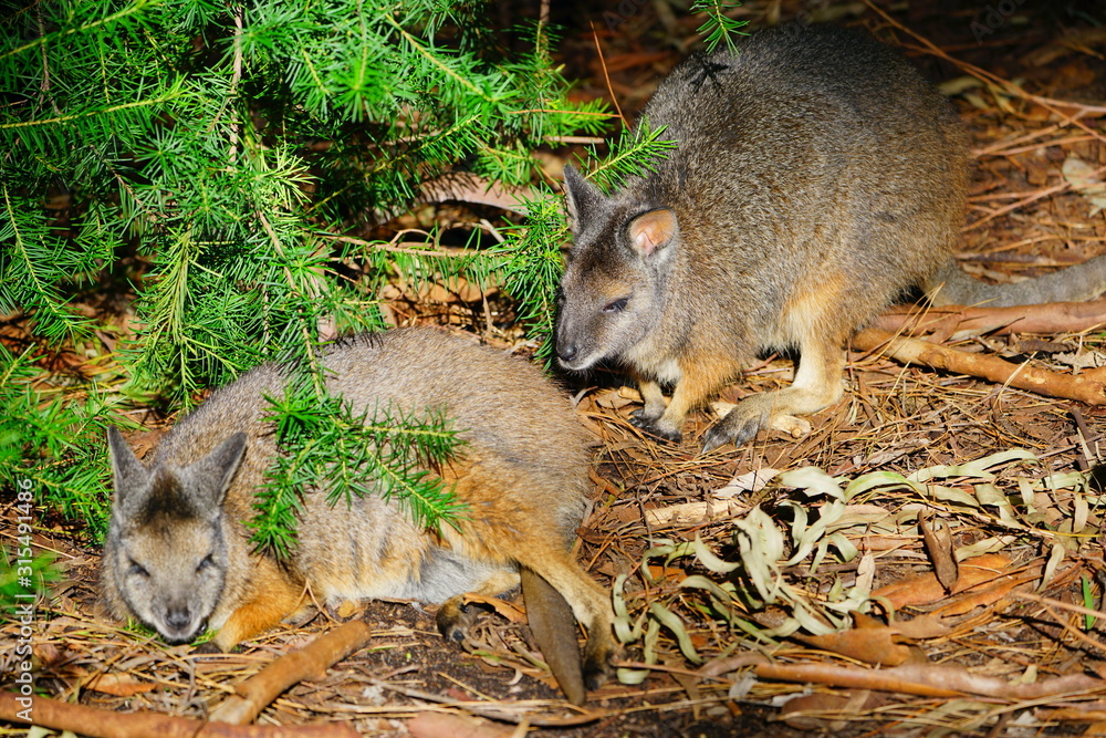 Naklejka premium Australian wallaby kangaroo at a park in Perth, Australia