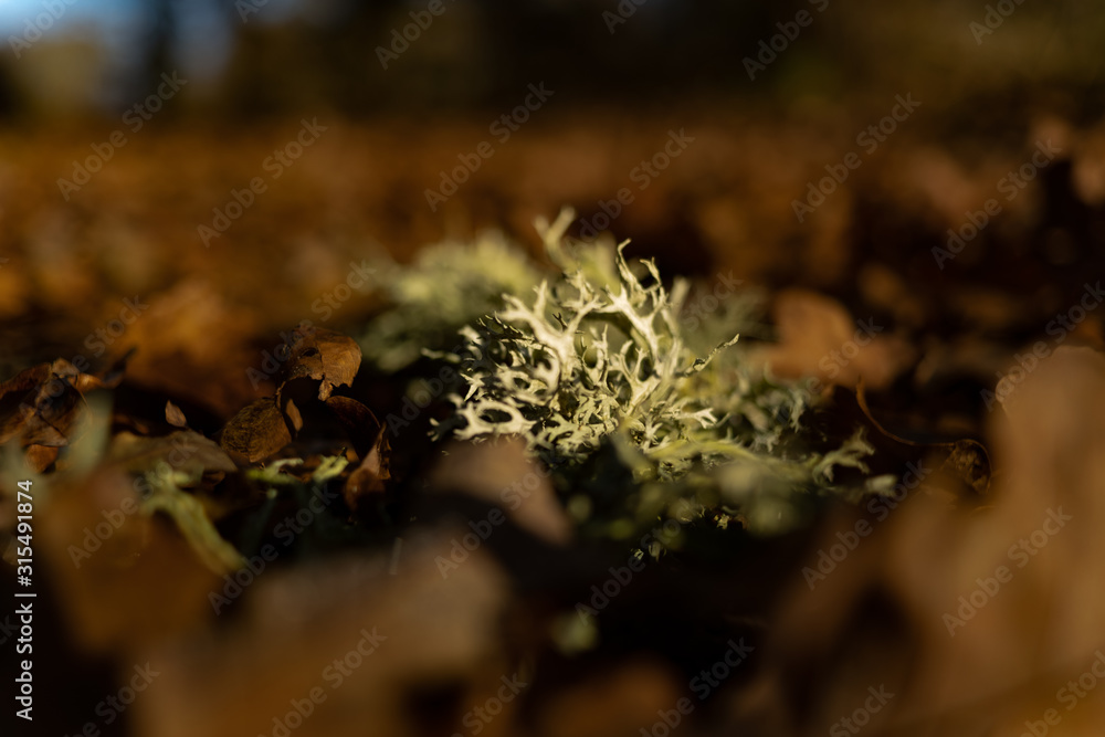 Lichen Lichen