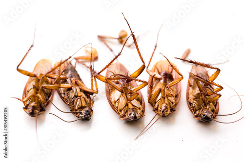 Selective focus to cockroach on white isolated background.