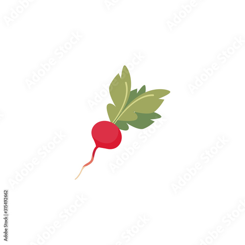 Isolated radish vegetable vector design