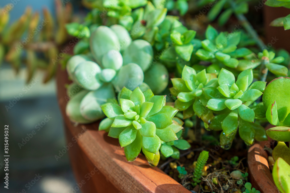 みずみずしい多肉植物 みずみずしい多肉植物
