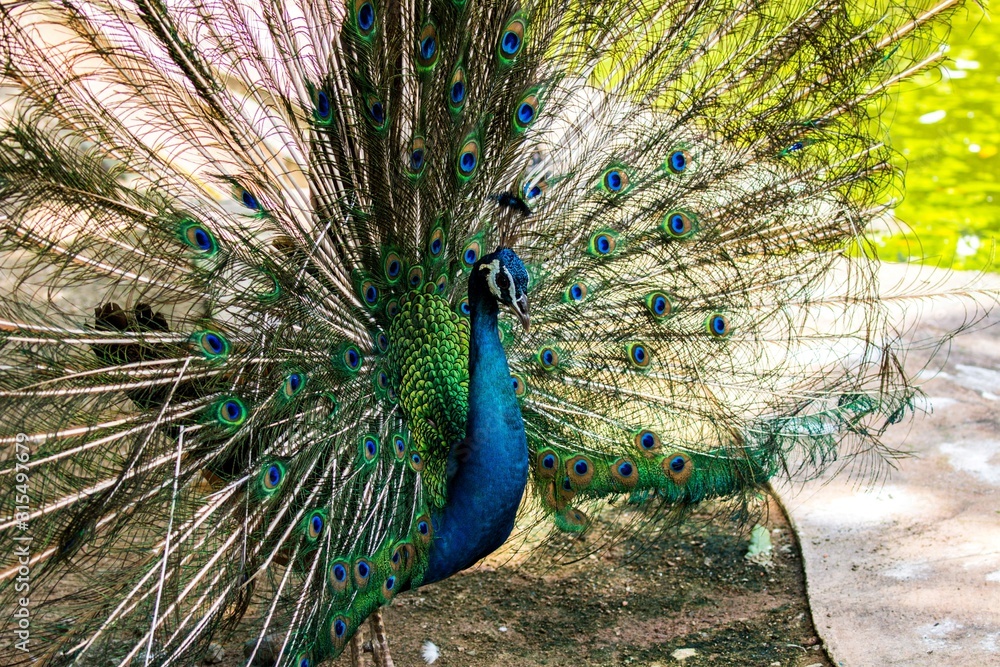 Obraz premium Isolated peacock, Kuala Lumpur Bird Park, Malaysia