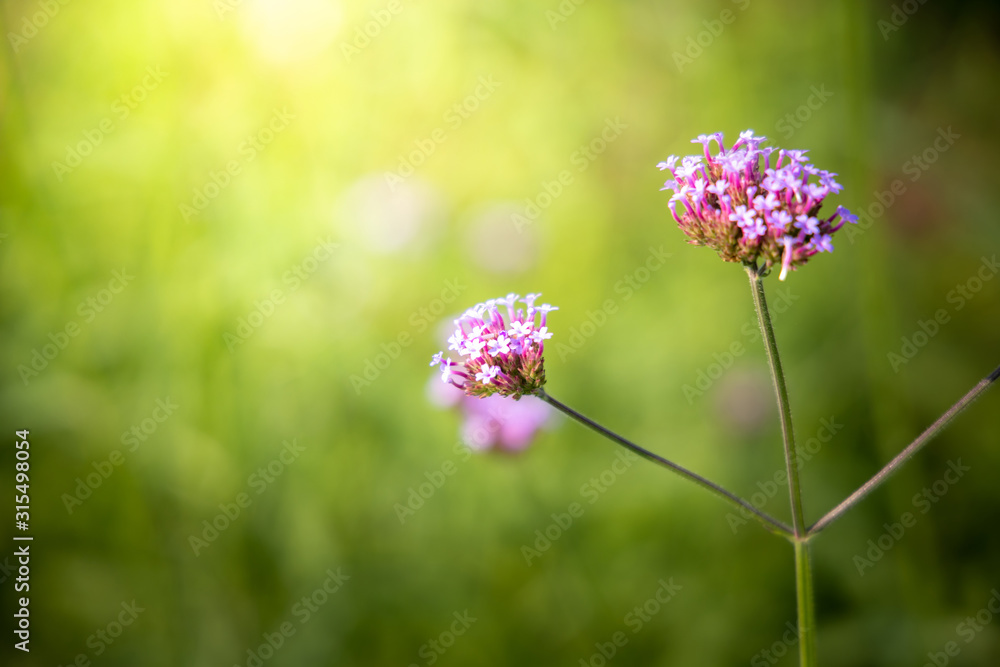 The background image of the colorful flowers The background image of the colorful flowers