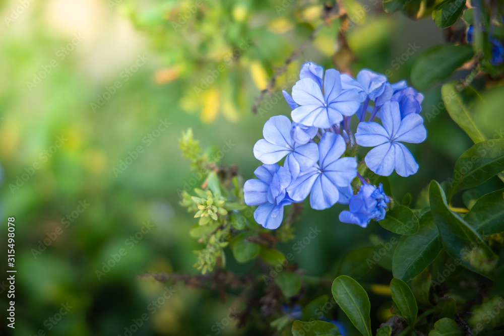 Fototapeta premium The background image of the colorful flowers