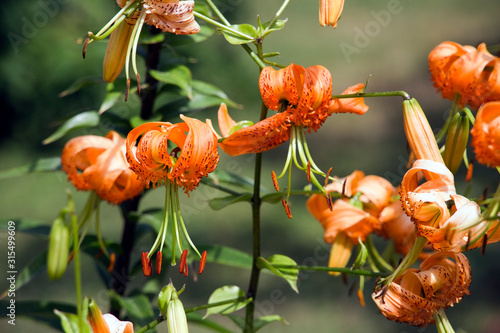 Henrys Lilie (Lilium henryi) im botanischen Garten photo