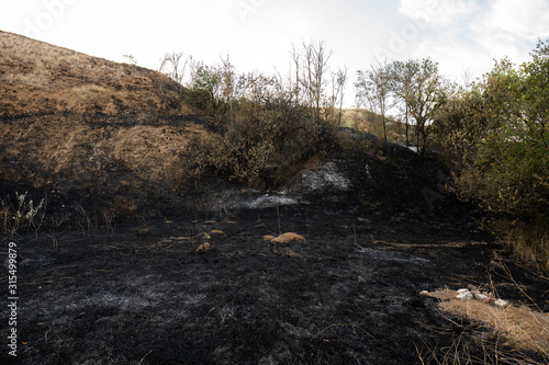 Burned tree with charred roots on a background of blue sky and ash. Unknown grave with a makeshift brick cross