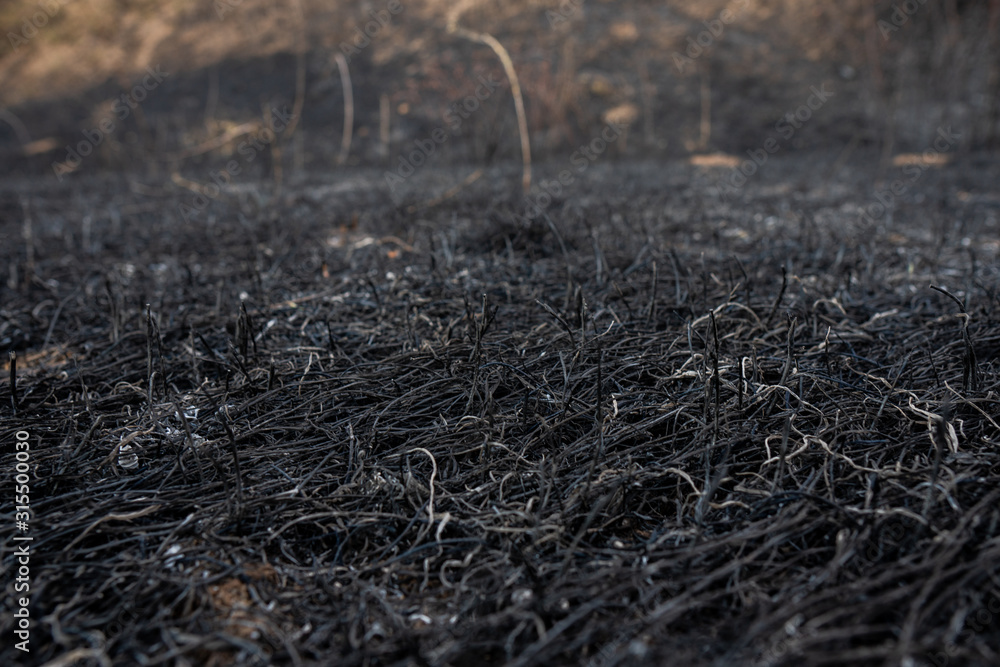 Black ash of burned grass on the hill. Background texture, close up Black ash of burned grass on the hill. Background texture, close up