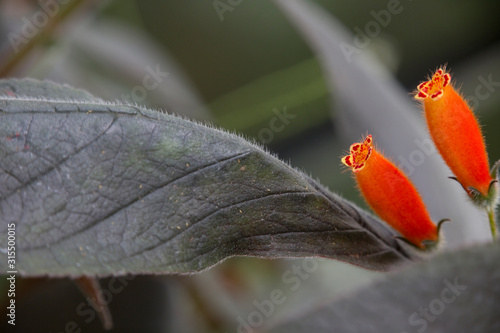 Gesneriengewächs Kohleria ocellata photo