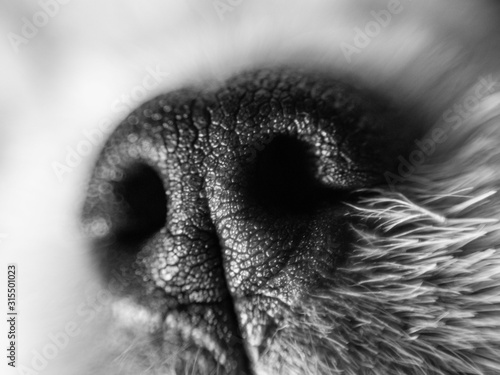 Cute dog muzzle © Amanda Samways