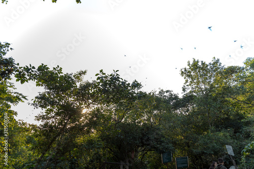 Basement of Las Golondrinas (Hirundo rustica) is a natural abyss located in the town of Aquismón belonging to the Mexican state of San Luis Potosí photo