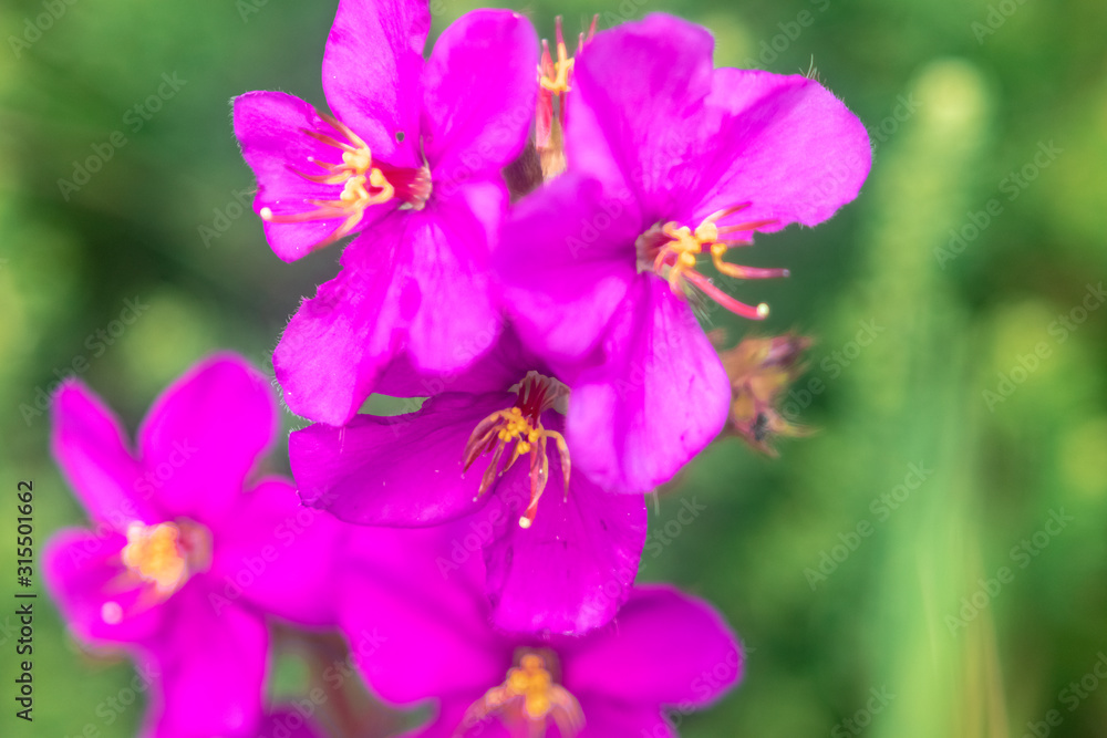 Fototapeta premium natureza, flores, colorido, cão, dócil,