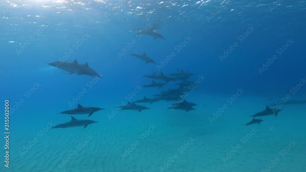 Large group of dolphins swimming through a blue ocean Large group of dolphins swimming through a blue ocean