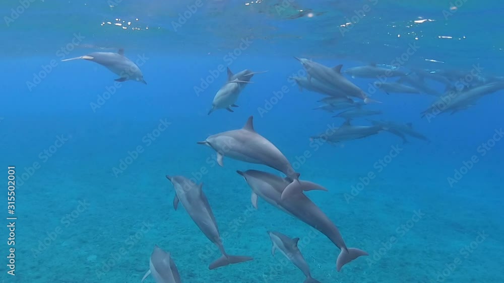 Small group of dolphins swimming near the surface of the ocean Small group of dolphins swimming near the surface of the ocean