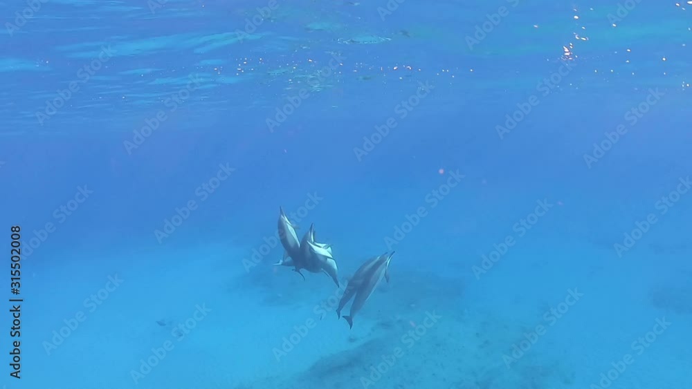 Small group of dolphins rising to the surface in blue ocean Small group of dolphins rising to the surface in blue ocean
