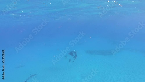 Wide shot of group of dolphins playing in a beautiful blue ocean photo