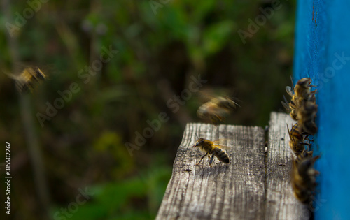 Hard guard bees for beehives © The physicist