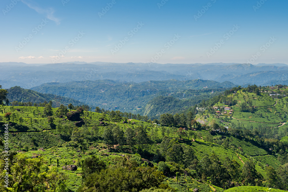 Scenic view over tea plantation near Munnar in Kerala, South India on sunny day