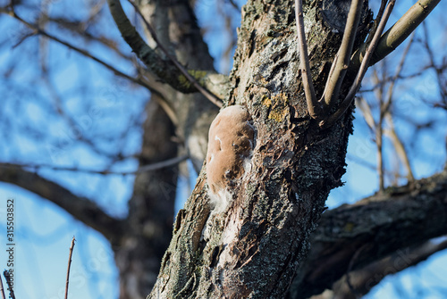 Phellinus pomaceus fungus  (bracket fungus, phellinus igniarius) on tree trunk photo