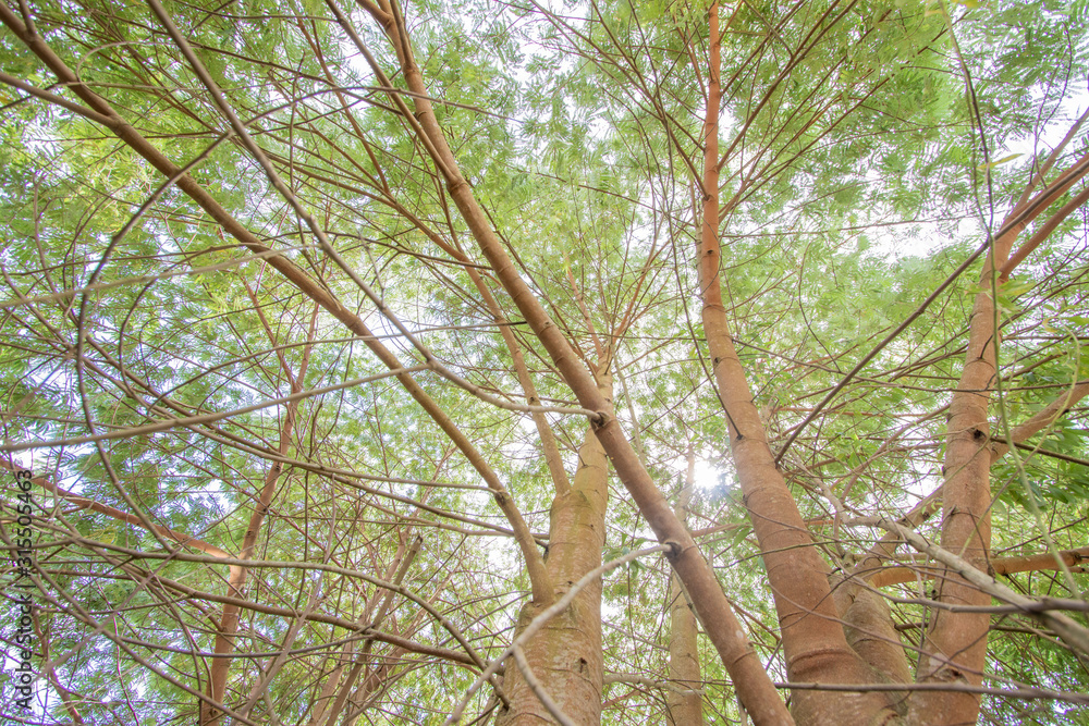 Naklejka premium natureza, flores, colorido, cão, dócil, 