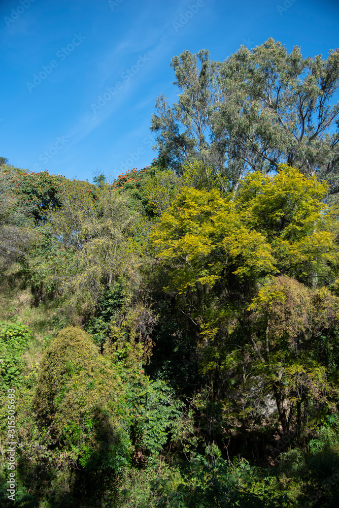 Forest and tree landscape texture background