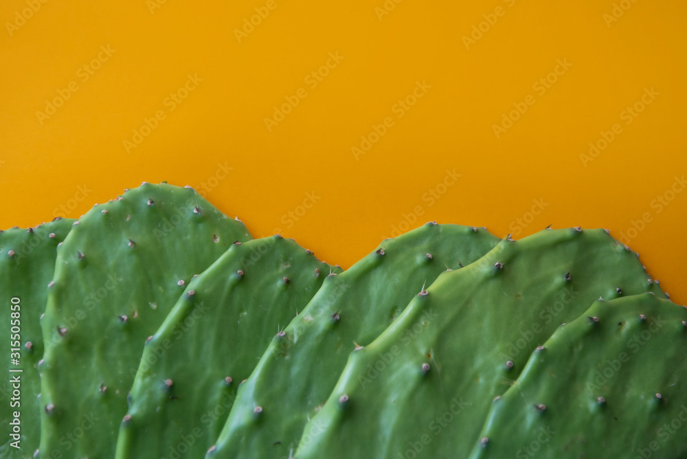 Opuntia cactus Nopal on yellow background Opuntia cactus Nopal on yellow background