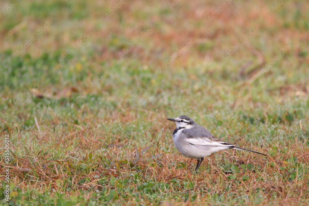 Obraz premium ハクセキレイ