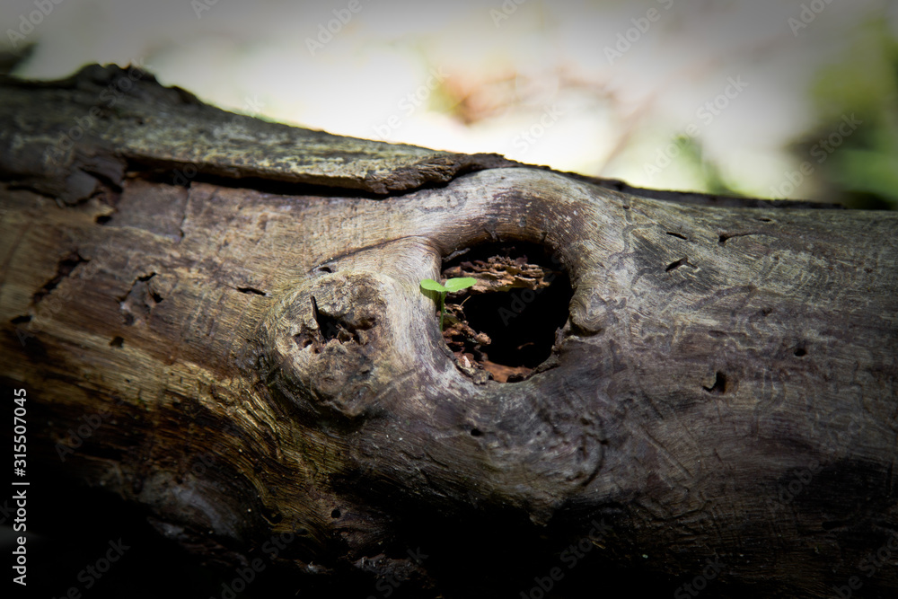 Fototapeta premium New growth from old concept. Recycled tree stump growing a new sprout or seedling.Young tree with green leaves and tender shoots