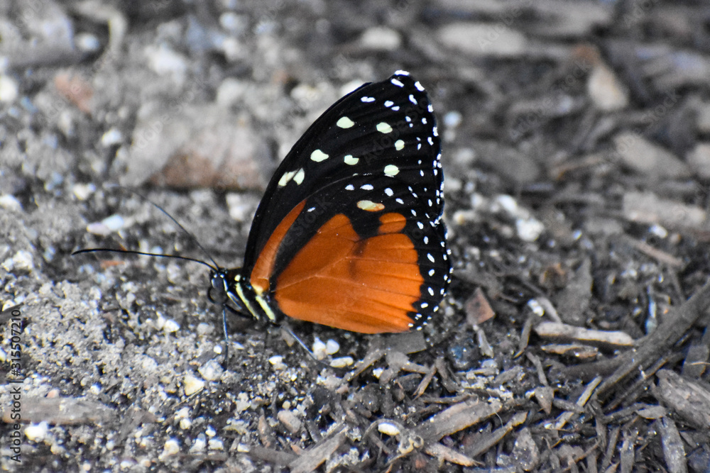 butterfly on leaf butterfly on leaf