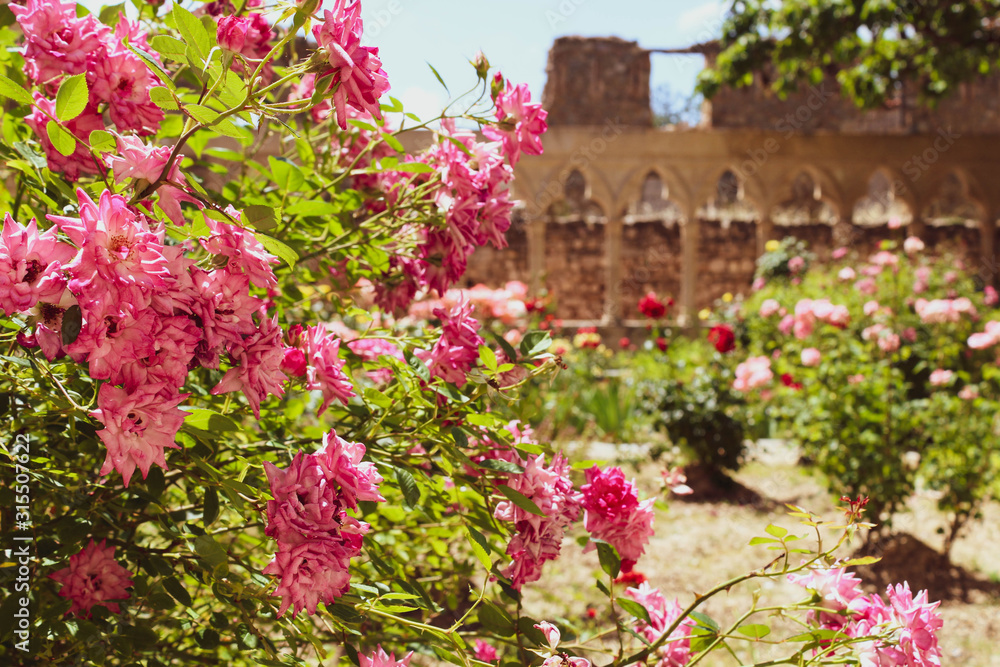 Flores del parque del castillo de Morella