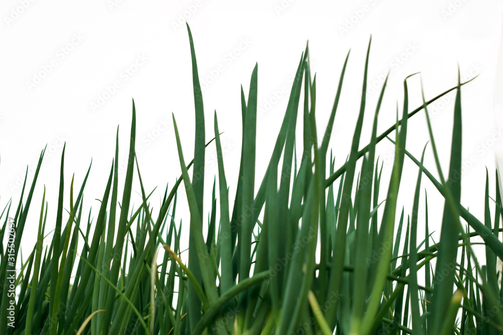 Field of green Onion growing on white Field of green Onion growing on white