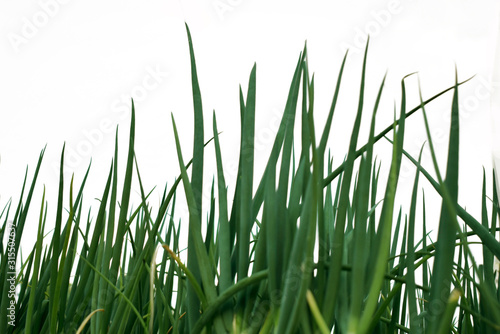 Field of green Onion growing on white