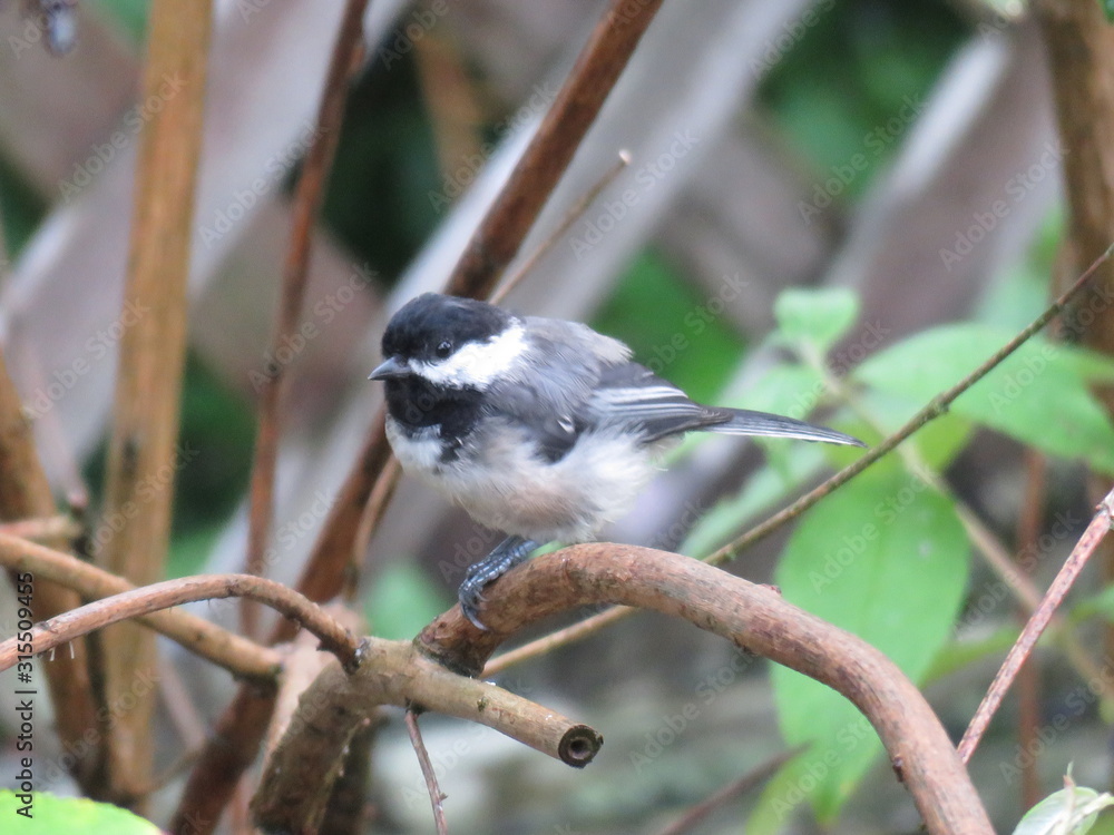 Obraz premium Chickadee on branch