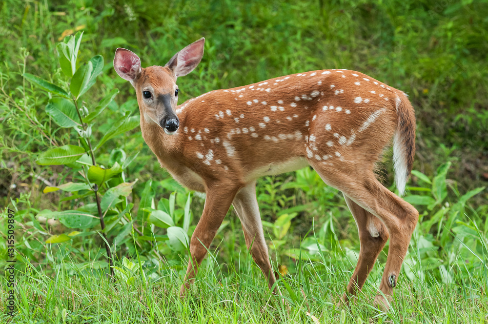 Fawn white tailed deer in the forest