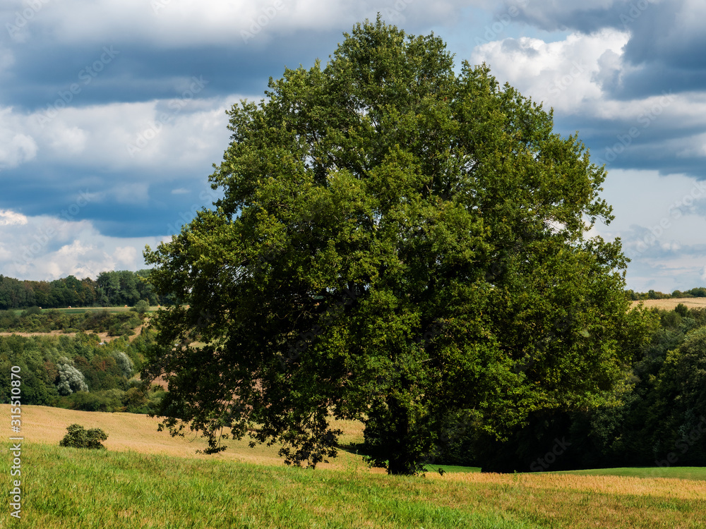 Obraz premium Tree in Palatinate Forest in Germany