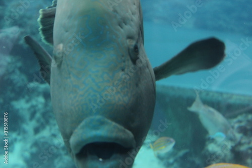 Humphead wrasse, front face, メガネモチノウオ photo