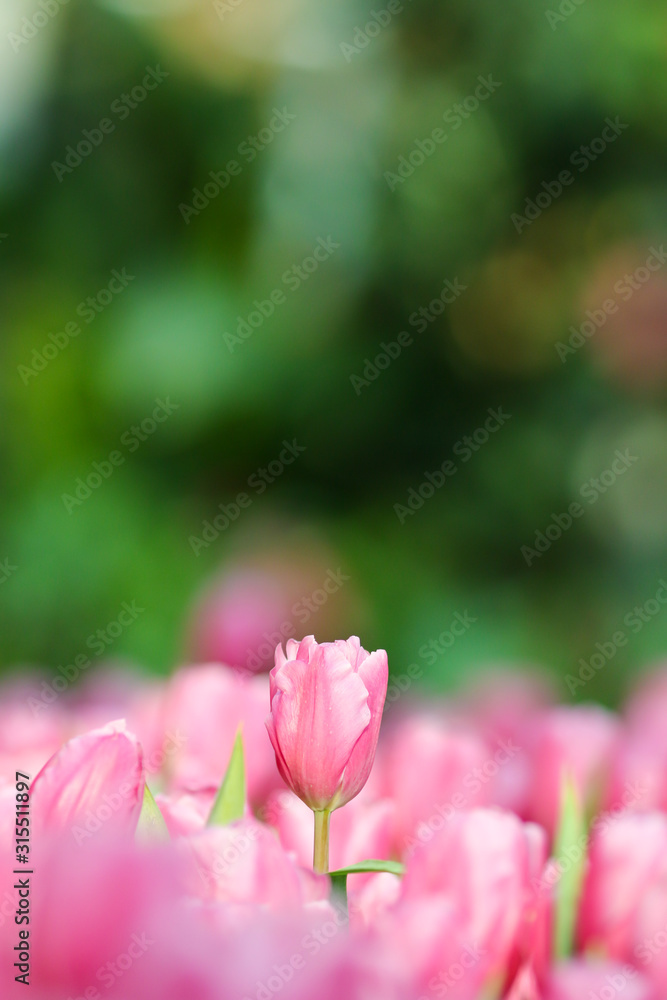 Beautiful tulip flowers with blured background in the garden. Pink tulip flowers.