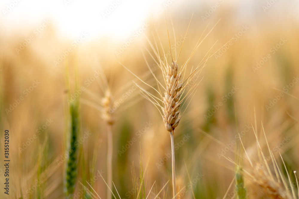 Wheat crop field. Ears of golden wheat close up. Ripening ears of wheat field background. Rich harvest Concept. Wheat crop field. Ears of golden wheat close up. Ripening ears of wheat field background. Rich harvest Concept.